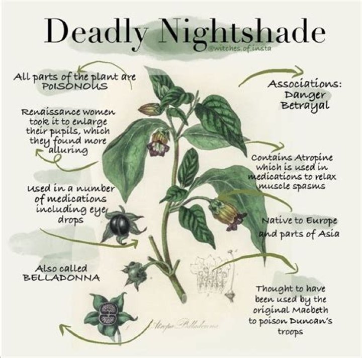 Beware The Deadly Nightshade, The Beautiful Plant That Can Kill You